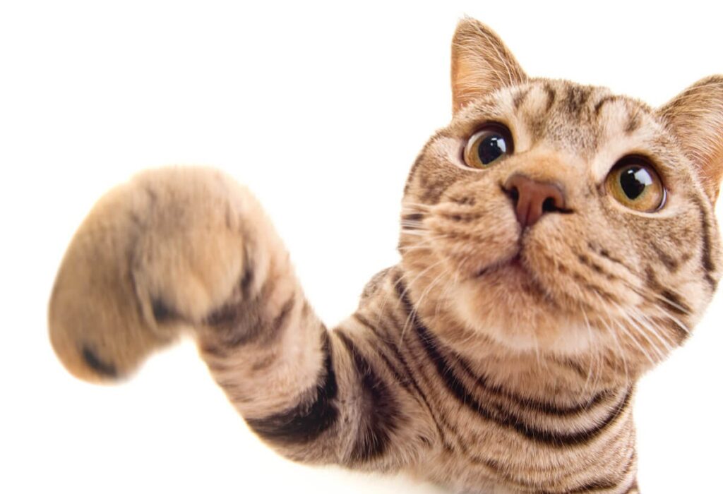 ts-char-cat01-1200x820-1