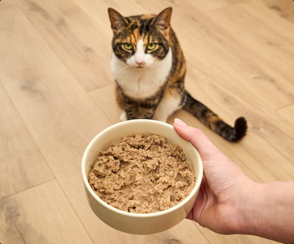 OFP-Cat-Wet-Food-Pate-recipe-fea
